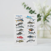 Carte Postale Game Fish of the Tropical Atlantic Postcard (Debout devant)