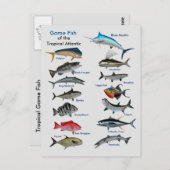 Carte Postale Game Fish of the Tropical Atlantic Postcard (Devant / Derrière)