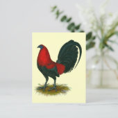 Carte Postale Gamecock américain : Rouge Brown (Debout devant)