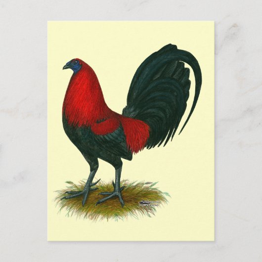 Carte Postale Gamecock américain : Rouge Brown (Devant)