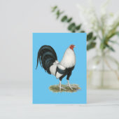 Carte Postale Gamecock argenté (Debout devant)