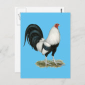 Carte Postale Gamecock argenté (Devant / Derrière)