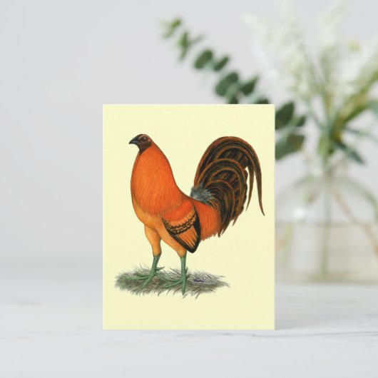 Carte Postale Gamecock Ginger (Debout devant)