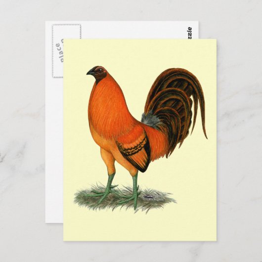 Carte Postale Gamecock Ginger (Devant / Derrière)
