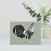 Carte Postale Gamecock Red Hatch (Debout devant)