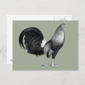 Carte Postale Gamecock Red Hatch (Devant / Derrière)