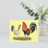 Carte Postale Gamefowl Wheatens (Debout devant)