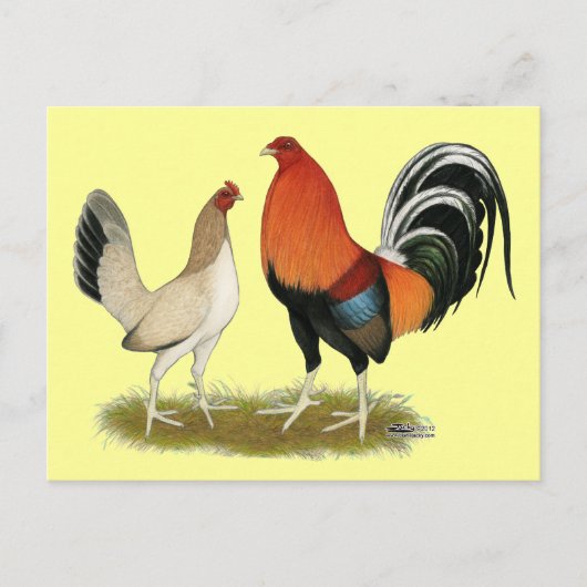 Carte Postale Gamefowl Wheatens (Devant)