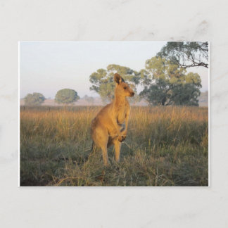 Carte Postale Gamme de produits du matin australien