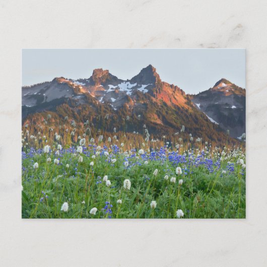 Carte Postale Gamme de tatouages et Fleurs sauvages | Mt. Rainie (Devant)