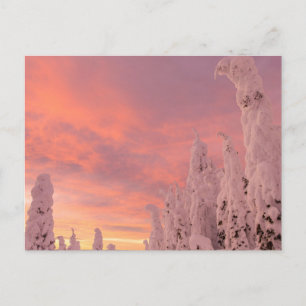 Carte Postale Gamme de Whitefish Whitefish, Montana