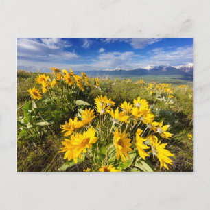 Carte Postale Gamme nationale de bisons