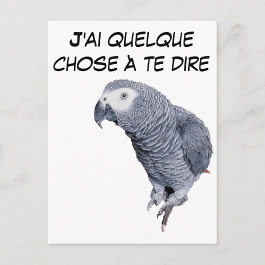 Carte Postale Gamme Perroquet - Gris du Gabon (Devant)