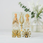 Carte Postale Gamochonia d'Ernst Haeckel (Debout devant)