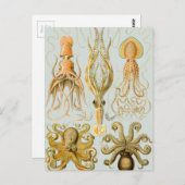 Carte Postale Gamochonia d'Ernst Haeckel (Devant / Derrière)