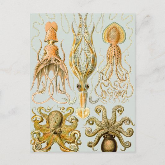Carte Postale Gamochonia d'Ernst Haeckel (Devant)