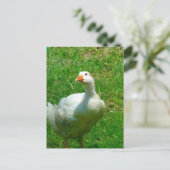 Carte Postale Gander (Debout devant)