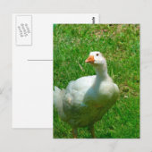 Carte Postale Gander (Devant / Derrière)