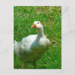 Carte Postale Gander