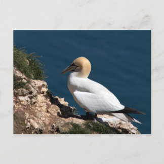 Carte Postale Gannet sur une falaise à Bempton