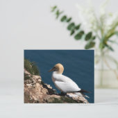 Carte Postale Gannet sur une falaise à Bempton (Debout devant)