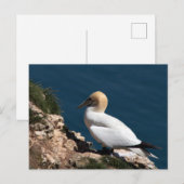 Carte Postale Gannet sur une falaise à Bempton (Devant / Derrière)