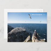 Carte Postale Gannets du Nord (Devant / Derrière)