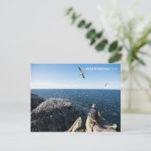 Carte Postale Gannets du Nord (Debout devant)