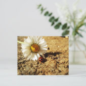 Carte Postale Gänseblümchen und Marienkäfer (Debout devant)