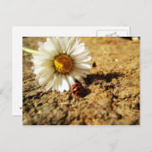 Carte Postale Gänseblümchen und Marienkäfer (Devant / Derrière)