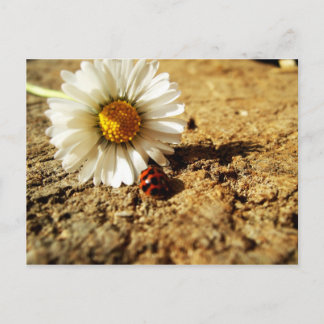 Carte Postale Gänseblümchen und Marienkäfer