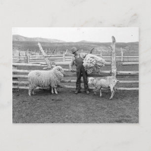 Carte Postale Garçon tenant un paquet de laine