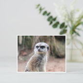 Carte Postale garde suricate (Debout devant)