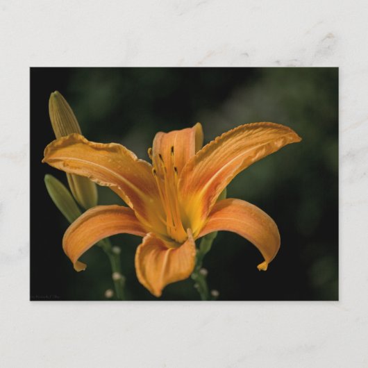 Carte postale Garden Delight (Devant)