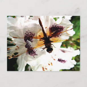 Carte Postale Garden Dragonfly