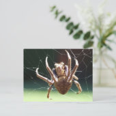 Carte postale Garden Orb Weaver Spider (Debout devant)