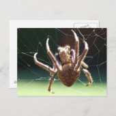 Carte postale Garden Orb Weaver Spider (Devant / Derrière)