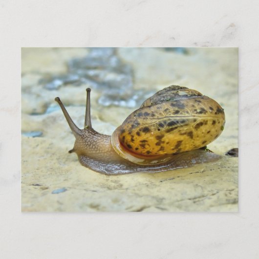 Carte postale Garden Snail. (Devant)