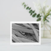 Carte postale Garden Snail (Debout devant)