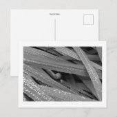 Carte postale Garden Snail (Devant / Derrière)