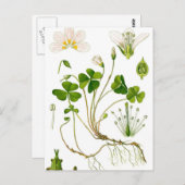 Carte Postale Gardener (Devant / Derrière)