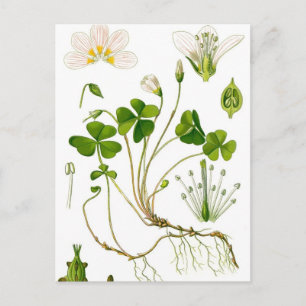 Carte Postale Gardener