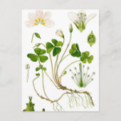 Carte Postale Gardener (Devant)