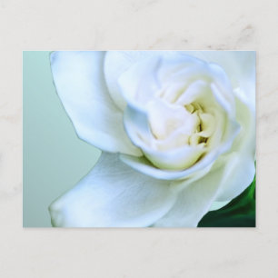 Carte Postale Gardenia