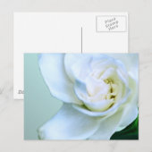 Carte Postale Gardenia (Devant / Derrière)