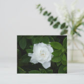 Carte postale Gardenia (Debout devant)