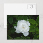 Carte postale Gardenia (Devant / Derrière)