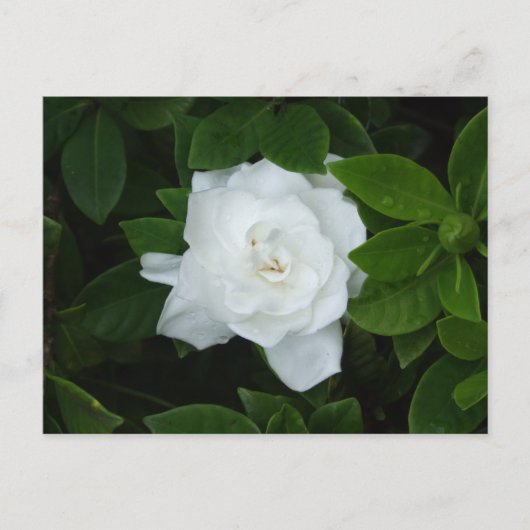 Carte postale Gardenia (Devant)