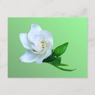 Carte Postale Gardenia
