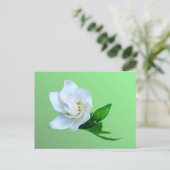 Carte Postale Gardenia (Debout devant)